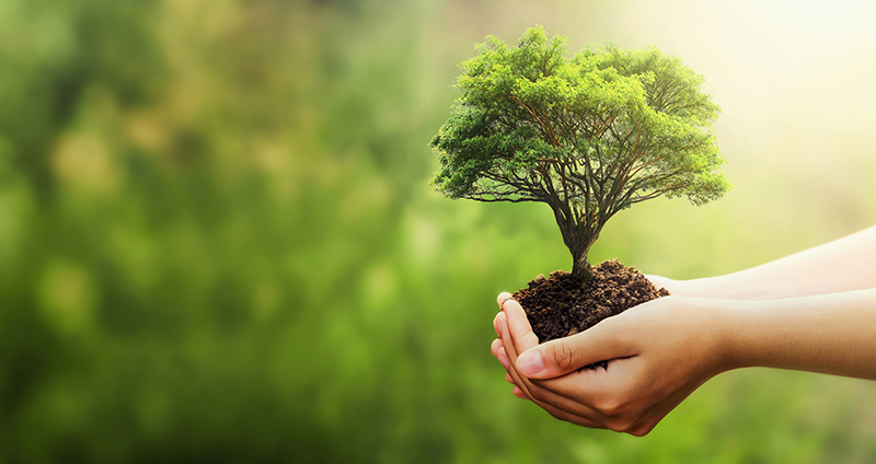 Soler & Palau: plantar árboles para salvar el planeta con un sólo clic