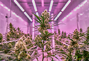 Philips LED cannabis 0