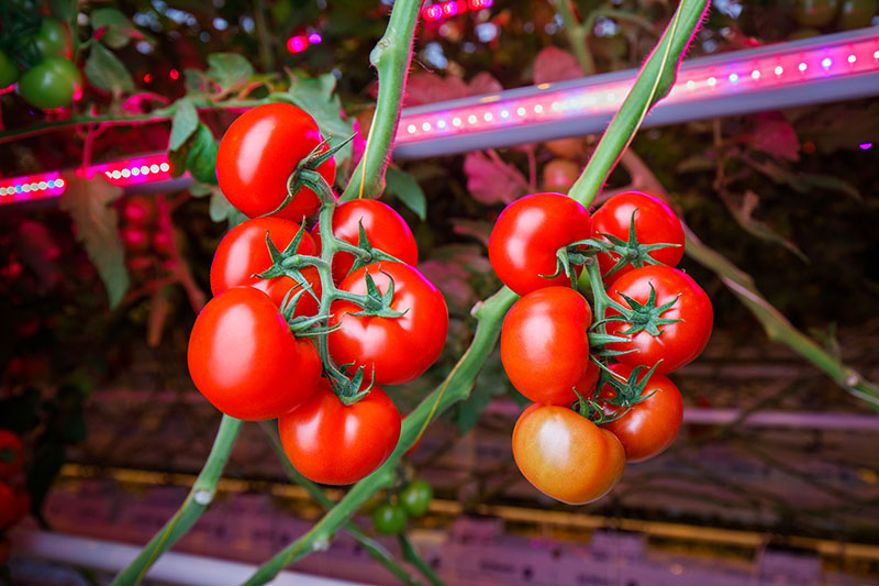 SIGNIFY La iluminación LED 2