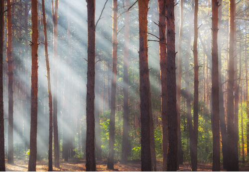 PRO28 Articulo6 Foto 4