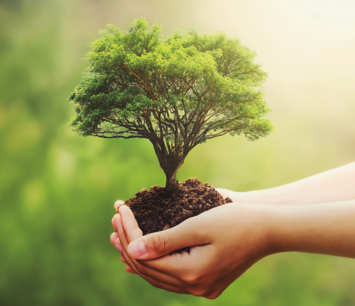 PRO29 Articulo 6 foto 3